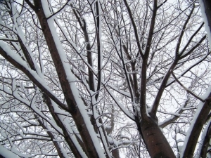 Snow covered trees in our yard.