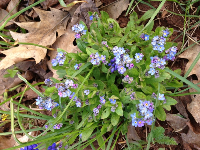 Forget-Me-Nots blooming in the Upper Peninsula of Michigan.